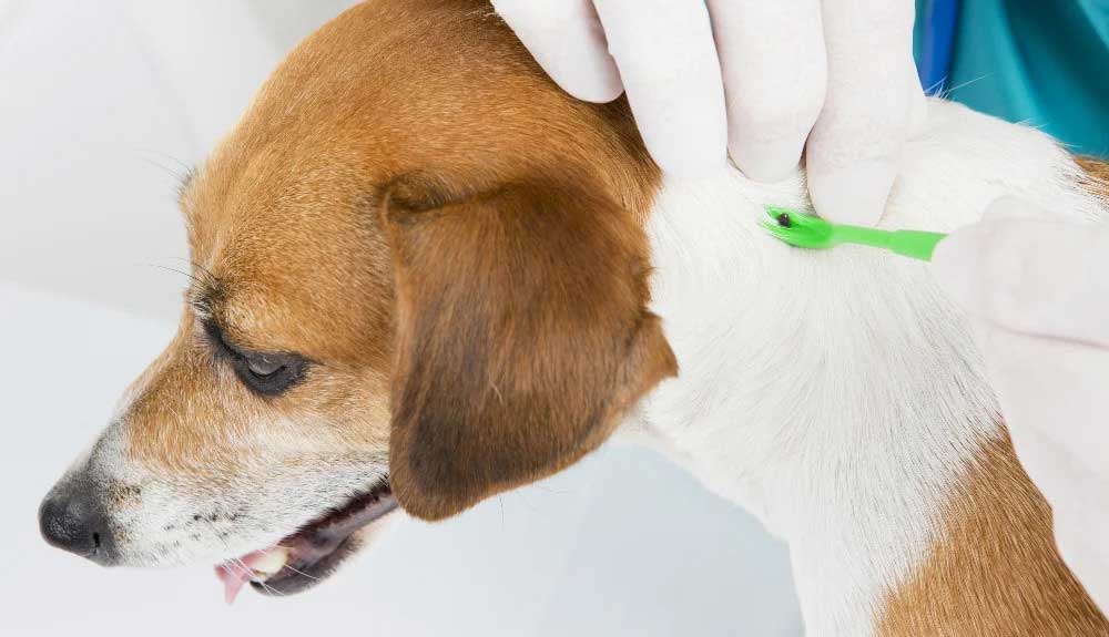 Tick embedded in dog 2024 skin